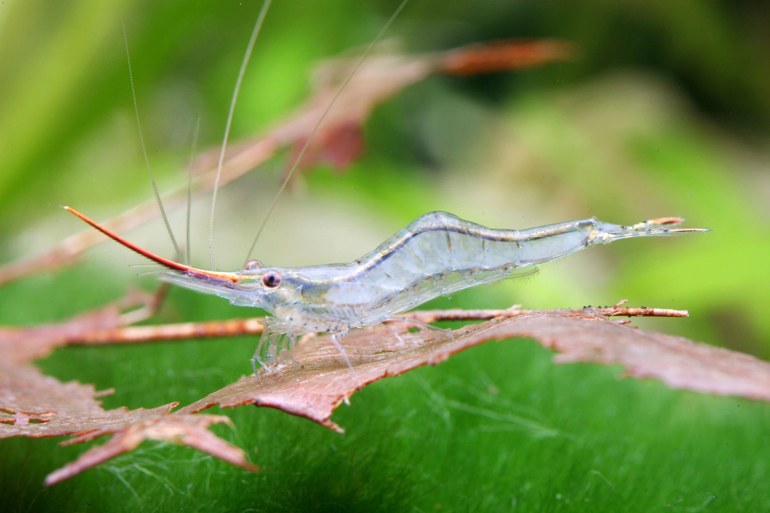 Red Rhinoceros Shrimp (Caridina gracilirostris)